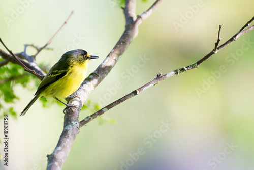 Close up of yellow-lored tody-flycatcher passerine bird