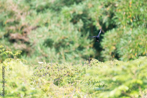 The crested black tyrant bird in flight photo