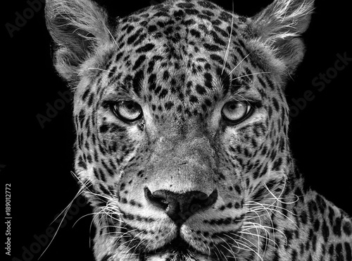 Portrait leopard (Panthera pardus kotiya)
