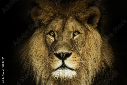 Natural portrait lion