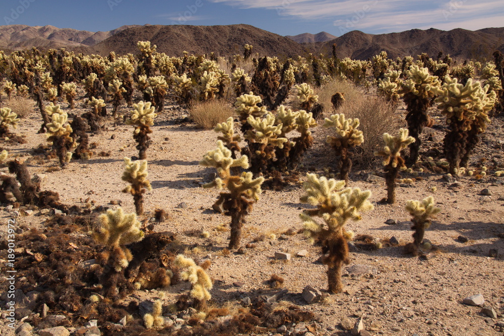 Cholla Gardens in Joshua Tree National Park in California in the USA
Cholla Gardens in Joshua Tree National Park in California in the USA