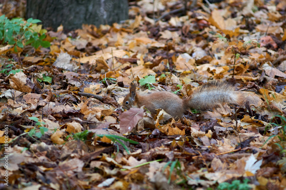 Squirrel in the park Squirrel in the park
