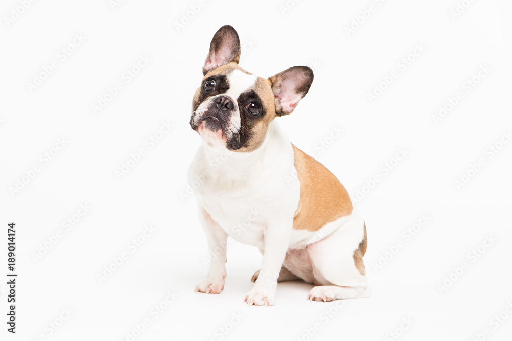 portrait of a French bulldog on a white background. cheerful little dog with a funny face sitting