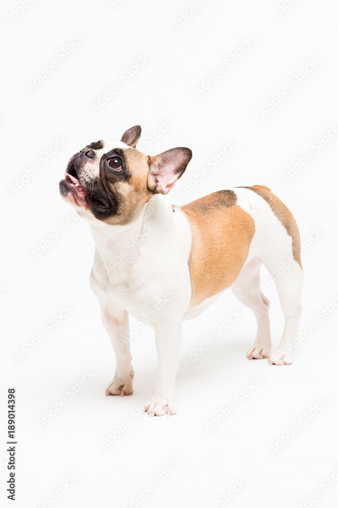 portrait of a French bulldog on a white background. cheerful little dog with a funny face