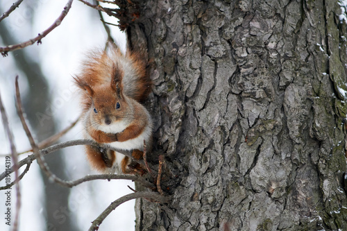 Snow squirrel in the park