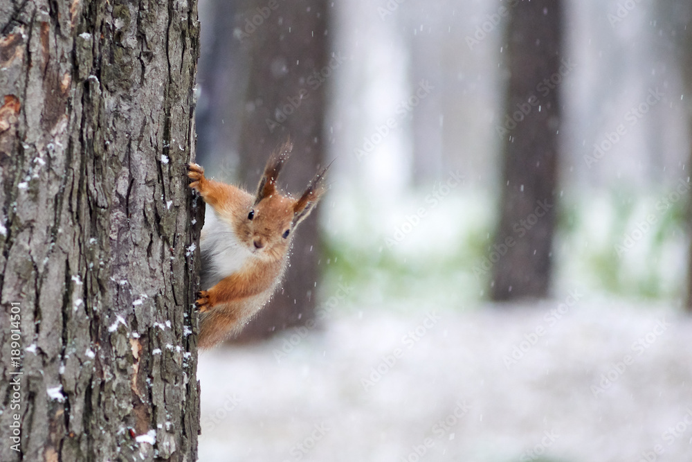 A squirrel in a park climbs a tree A squirrel in a park climbs a tree