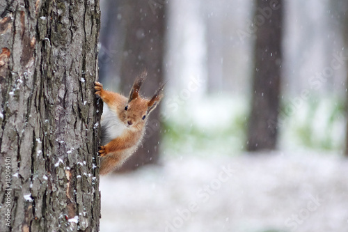 A squirrel in a park climbs a tree photo