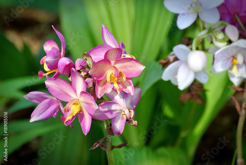 Flowers with Pink and Yellow Petals on Fresh Green Leaves Blurred Background