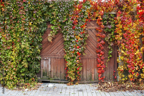 The facade of an old house with a wooden gate, overgrown with red and green ivy.