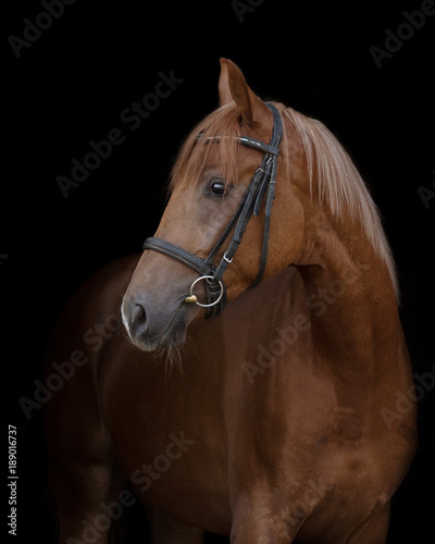 Red horse with the bridle on a black background isolated
