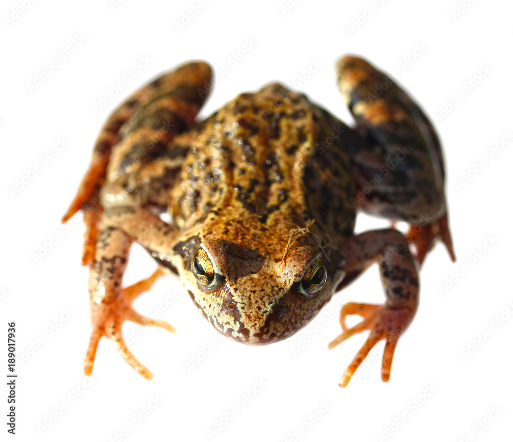 Fototapeta premium Frog close up