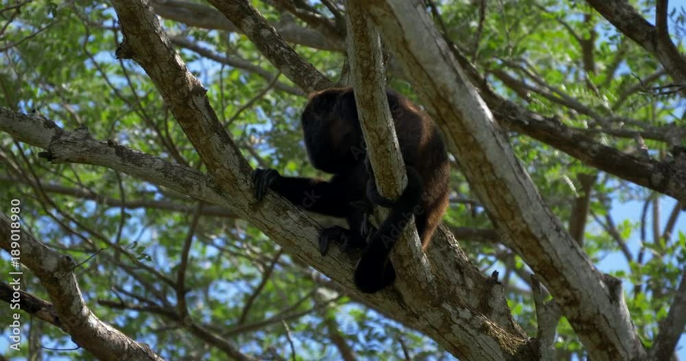 Howler Monkey Sitting On A Tree, Howling, Costa Rica Howler Monkey Sitting On A Tree, Howling, Costa Rica