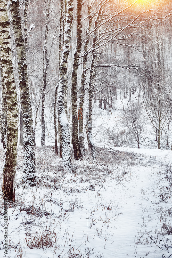 Fototapeta premium Snow-covered trees in the city park