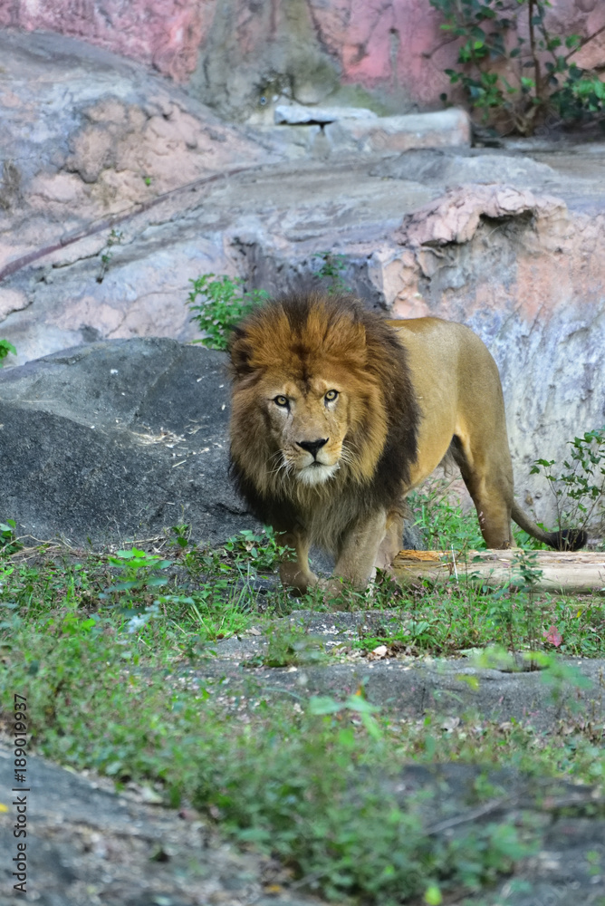 Obraz premium Lion, King of cats
