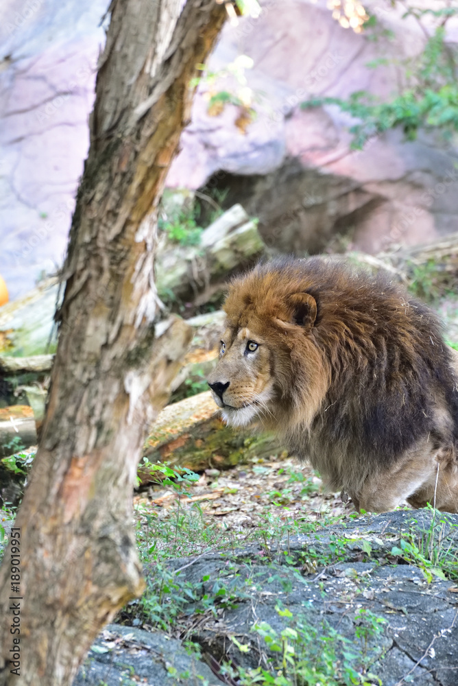 Obraz premium Lion, King of cats