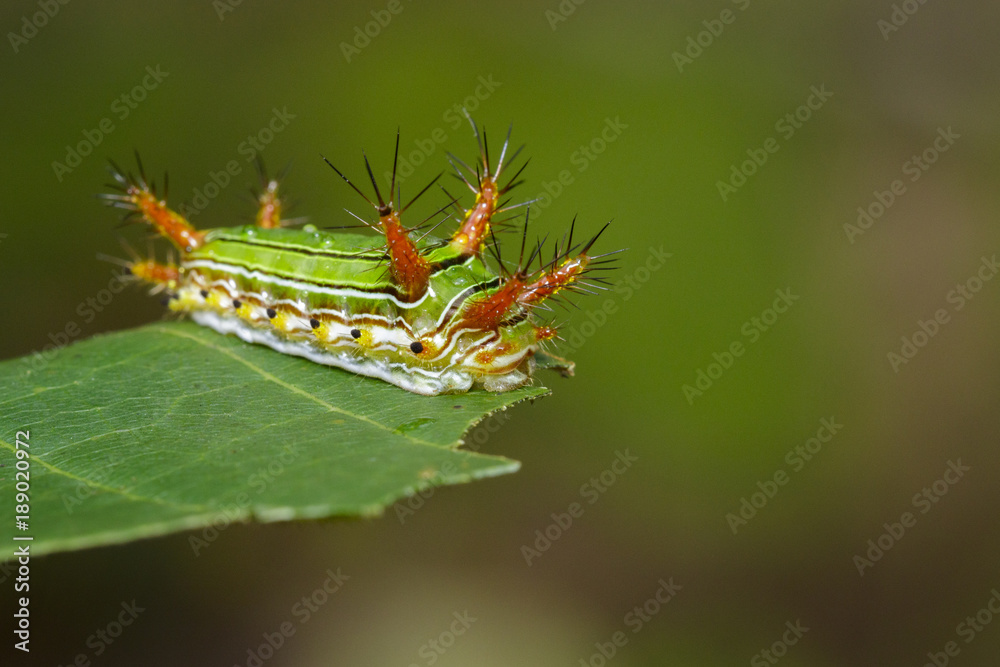 Image of Stinging Nettle Slug Caterpillar (Cup Moth, Limacodidae) 