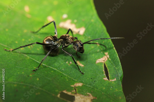 Image of ant (Polyrhachis dives) on green leaf. Insect. Animal. © yod67