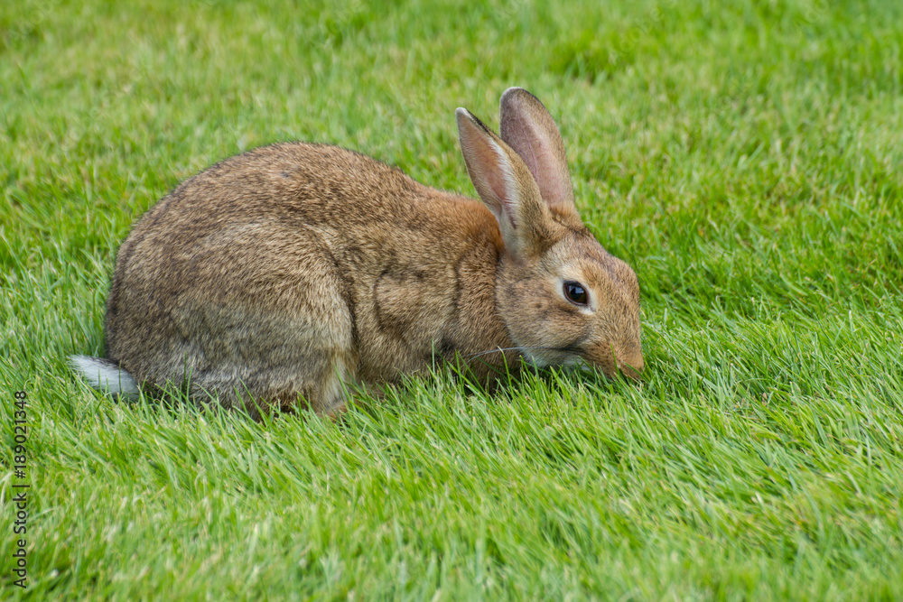 Fototapeta premium The Paris rabbit