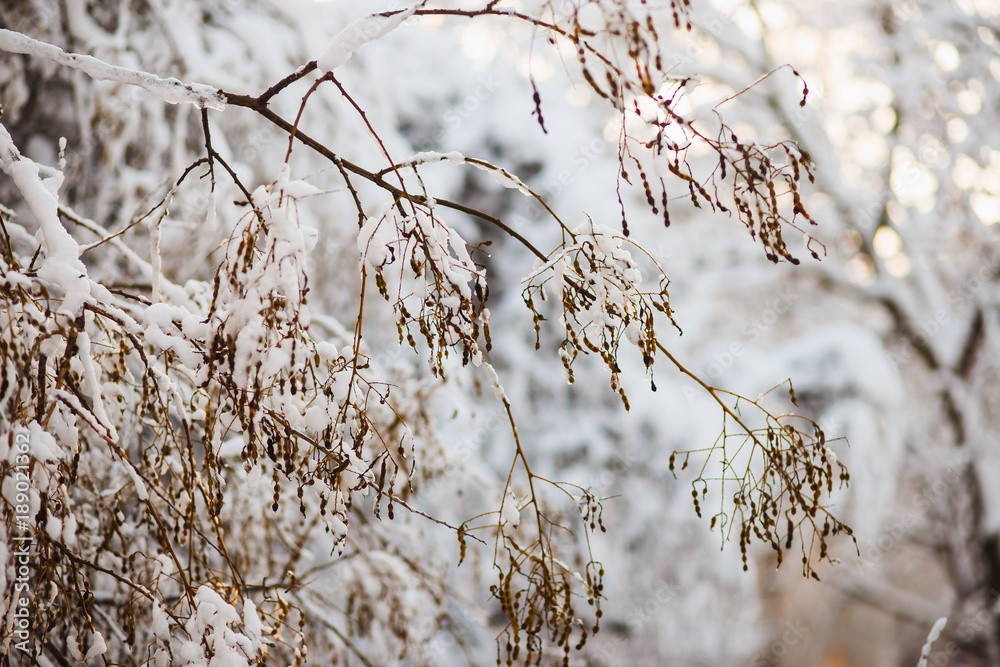 Obraz premium winter branch