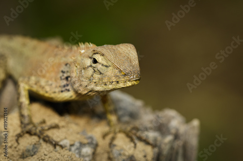 Image of brown chameleon on dry timber. Reptile. Animal.