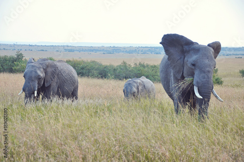 Elephant Family 1