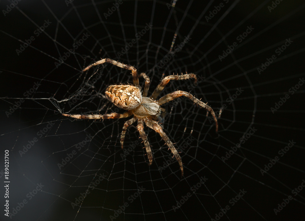 Macro of spider Macro of spider