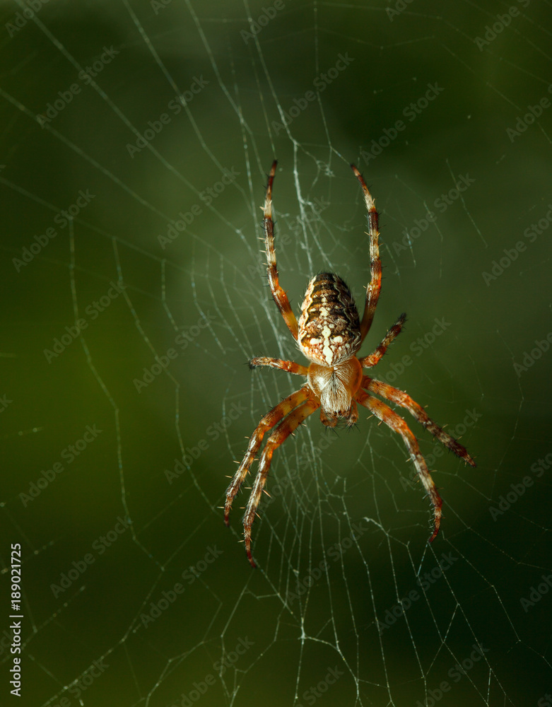 Garden spider Garden spider