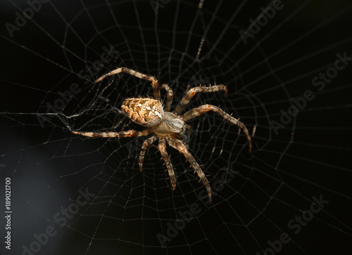 Macro of spider © abet