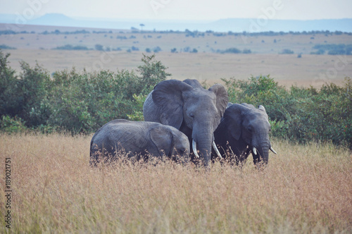 Elephant Family 2