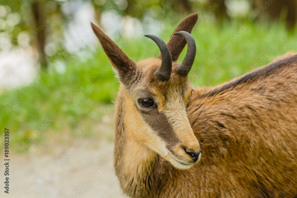 close-up of an alpine suede /the muzzle of a suede with horns and the typical mask between the eye and the upper lip close-up of an alpine suede /the muzzle of a suede with horns and the typical mask between the eye and the upper lip