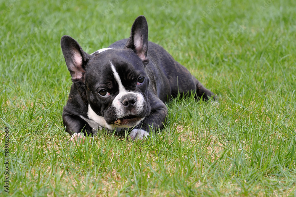 Französische Bulldogge