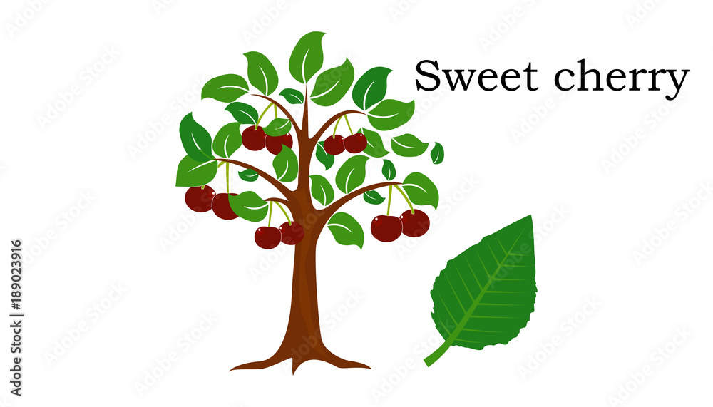 Fototapeta premium Element wektora czereśni drzew