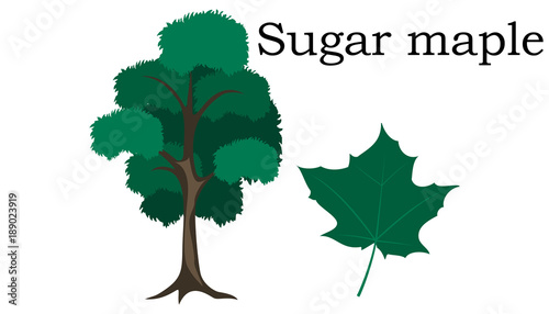Sugar maple Trees vector element. vector icon green