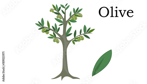 Fototapeta Naklejka Na Ścianę i Meble -  Olive Trees vector element. vector icon green