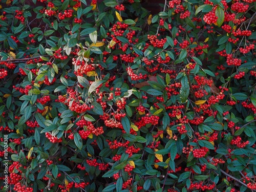 Cotoneaster 