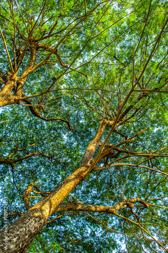 forest trees. nature green wood sunlight backgrounds. © iammotos