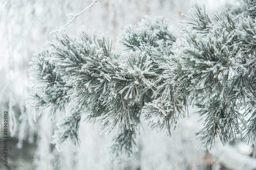  branch of pine covered with snow
