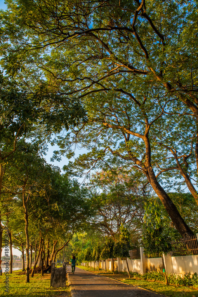 Road pathway Jogging track in the public park under big tree Road pathway Jogging track in the public park under big tree
