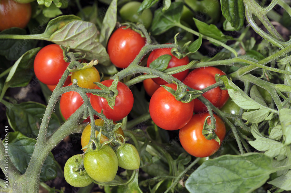 Tomato