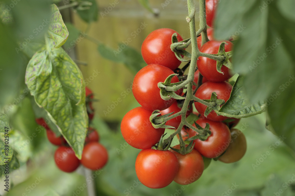 Tomato