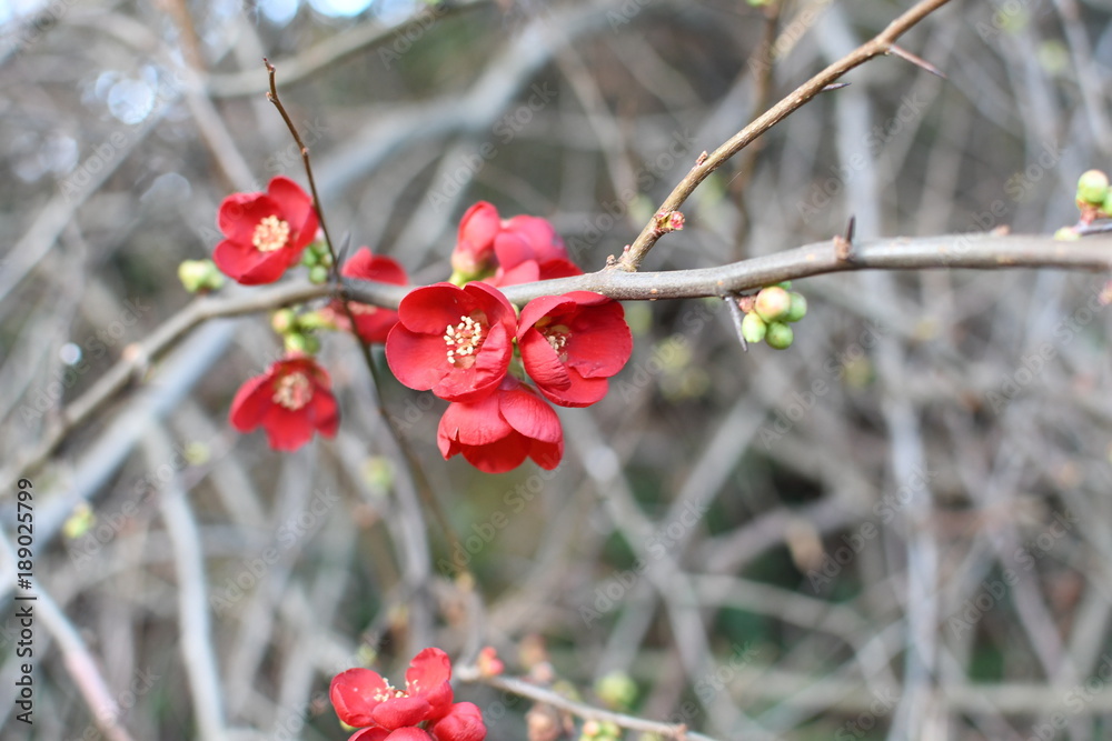 Flowering quince in red