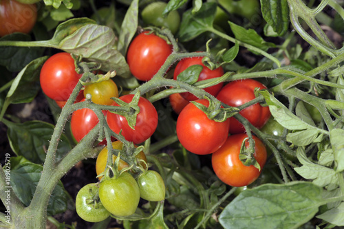 Tomato