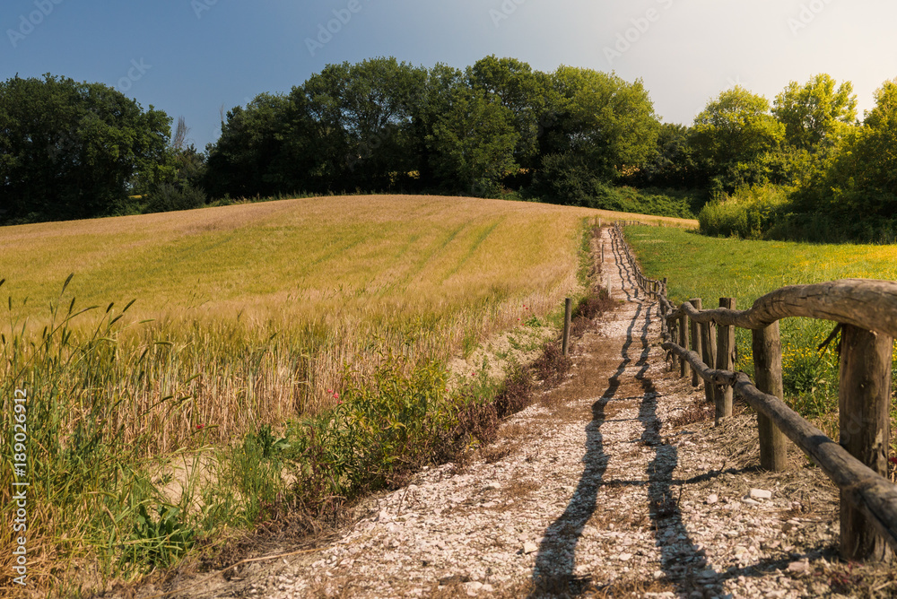 Unpaved road across cereal field in a sunny day. Italy