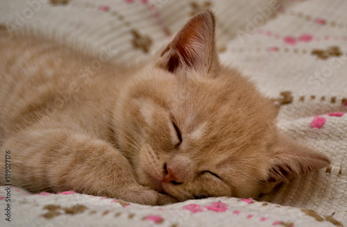 Napping Kitten