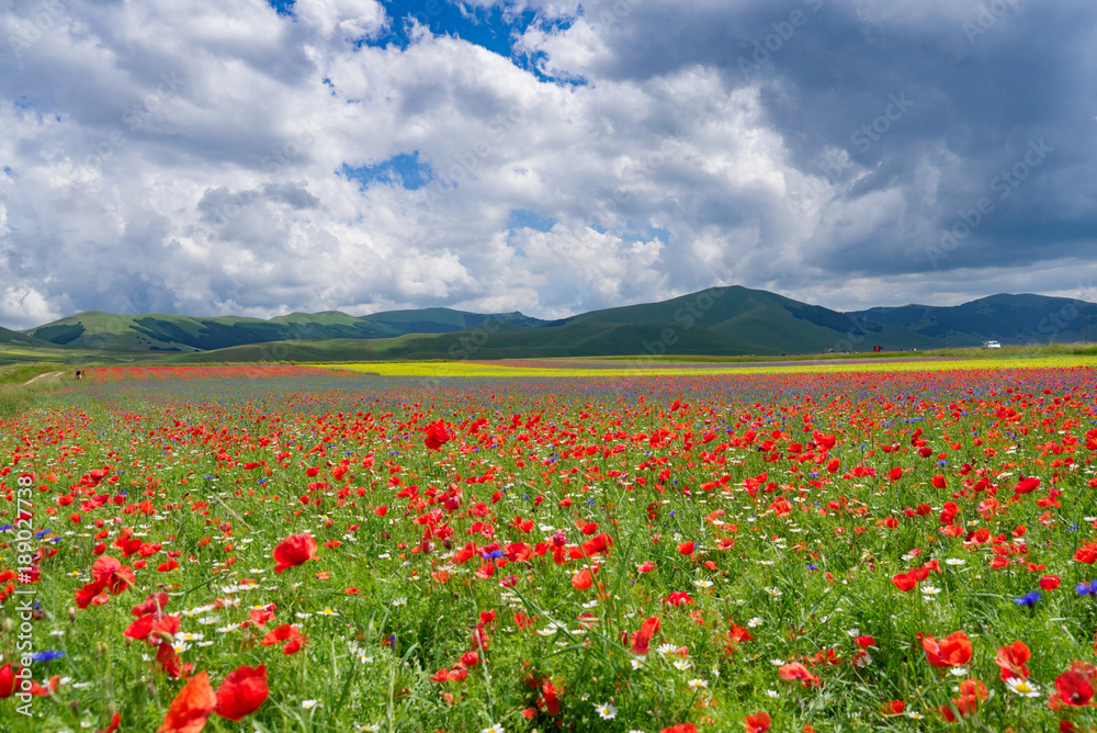 Great plain of Catelluccio covered with flower. Umbria, Italy