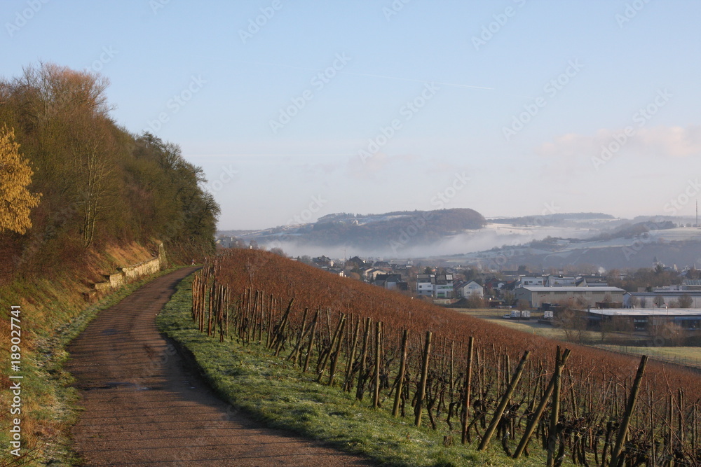 Luxembourgish Vineyards in Mid-winter