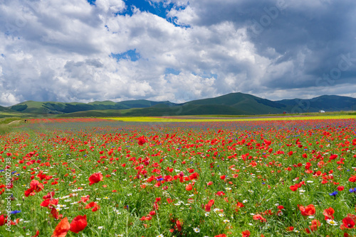 Great plain of Catelluccio covered with flower. Umbria  Italy