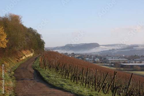 Luxembourgish Vineyards in Mid-winter