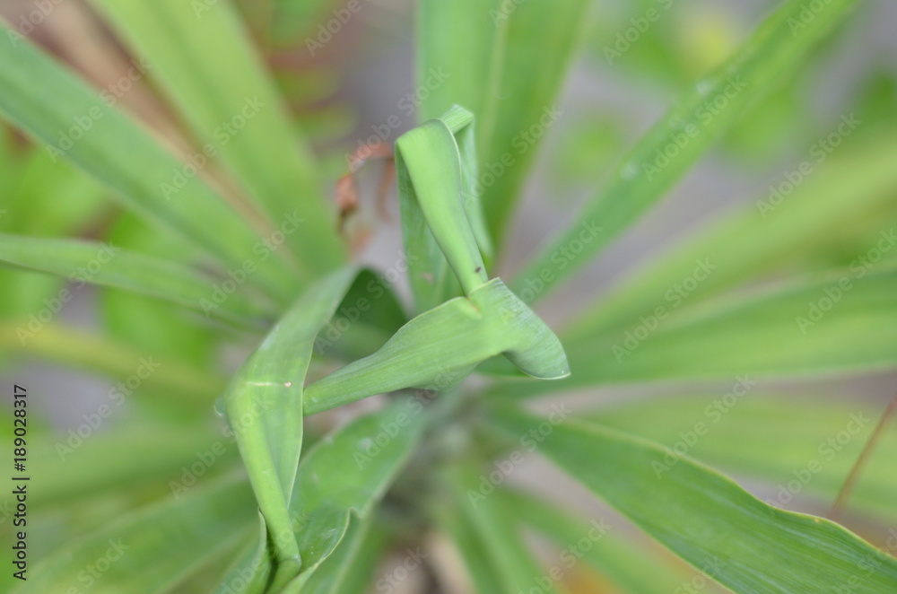 Green plant Green plant