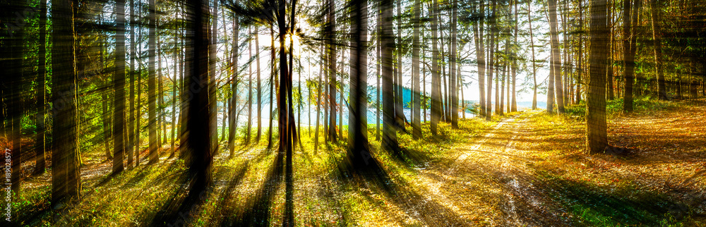 Obraz premium Forest Panorama in Bavaria Germany